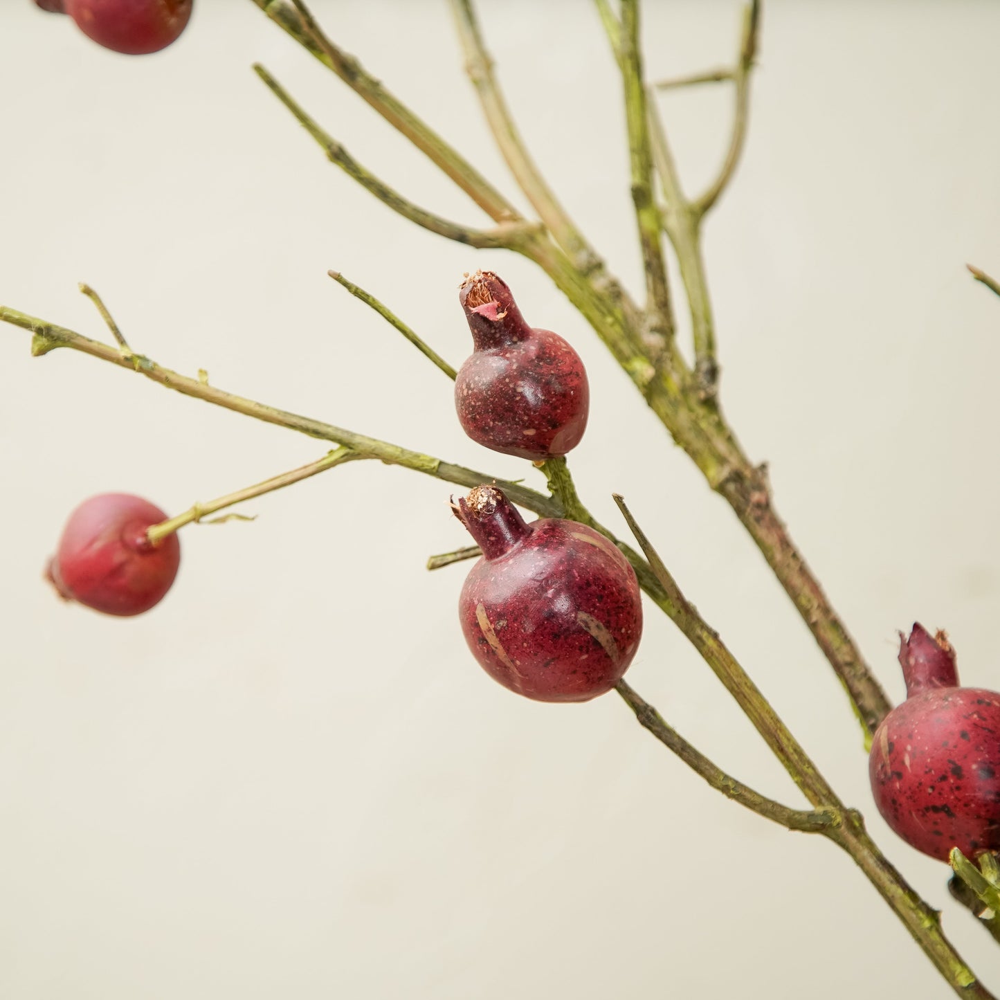 Pomegranate Branch